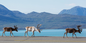 Arctic Norway lends itself to some ethereal sights, like these reindeer. Norwegian tundra is the only place in Europe where wild reindeer can be found.
